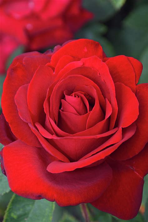 Single Red Rose Photograph By Ingrid Perlstrom Fine Art America