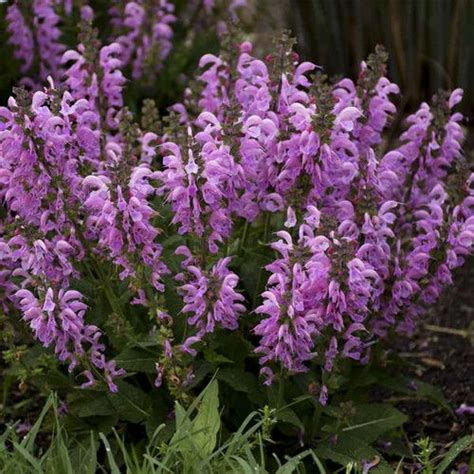 Pretty In Pink Meadow Sage Salvia Gallon Pot Flowers