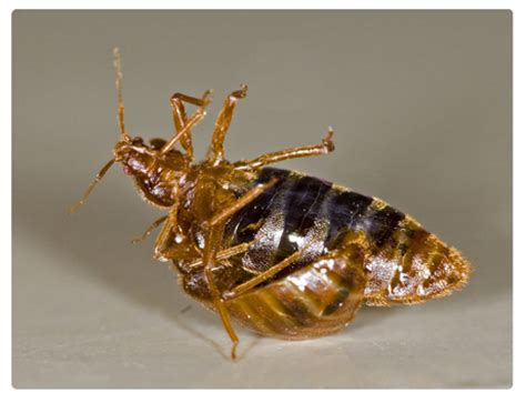My name is gerard from micropest bed bug pest control sydney. Bed Bugs Control In Sydney - Pest Control Company Sydney