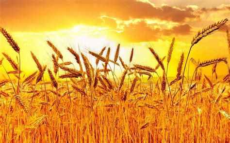 Golden Wheat Sunset Gold Field Wheat Hd Wallpaper Peakpx
