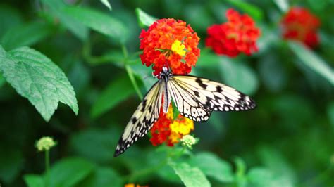 Fondos De Pantalla Mariposa Cola De Golondrina Tigre Posado Sobre Flor