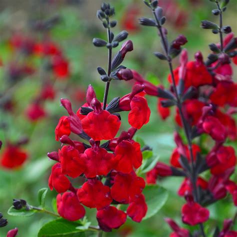 Salvia Jamensis Reve Rouge Sauge Arbustive Aux Fleurs De Belle Taille