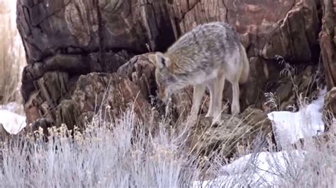 Beautiful Coyote Rare Find Youtube