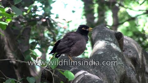 Indian Myna Birds Sit On Palms And Ficus Tree Feed On Insects Youtube