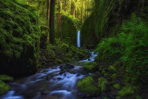 Waterfall In Green Mossy Forest Wallpaper And Background Image