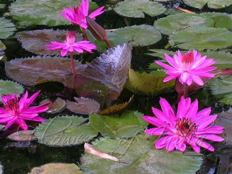 Nymphaea Pubescens Pink Water Lily