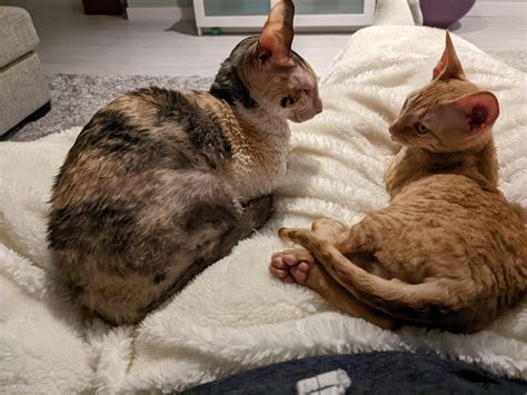 My 11 Year Old Rex And New Kitten Sharing A Lap Rcornishrex