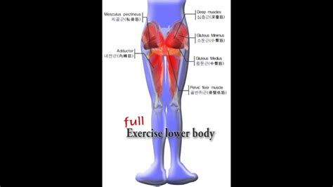 Muscles of the human body. Ballo, Pelvic Exercise, Sphincter Exercise, Hip-up ...