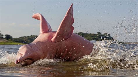 Among Other Amazing Creatures The Amazon Has Pink Dolphins Howstuffworks