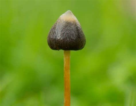 Psilocybe Semilanceata Magic Mushroom Liberty Cap