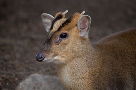 Face Portrait Of A Young Male Of Muntjac Deer Stock Photo Image Of