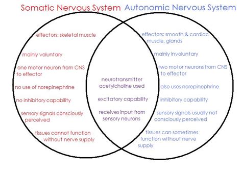The central nervous system receives information from the senses and controls the behavior and regulation of the body's psychological processes. The Physical Structure of the Nervous System - Chemistry ...