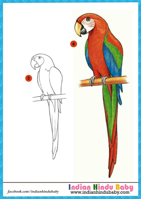 Parrot Bird Drawing At Explore Collection Of