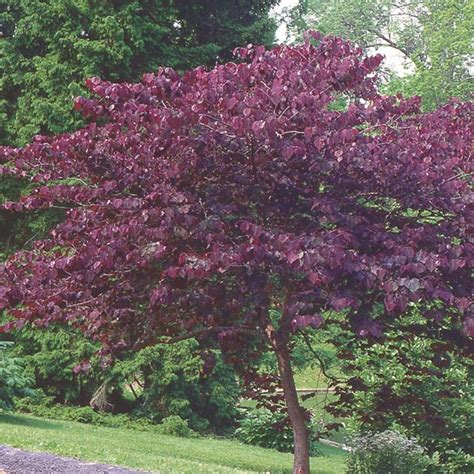 Redbud Forest Pansy Cercis Canadensis My Garden Life