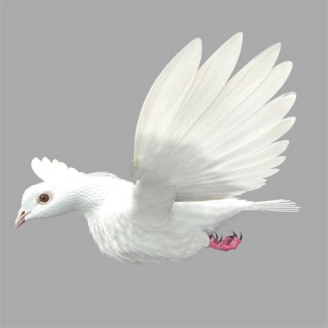 Dove Animation Bird 3d Model