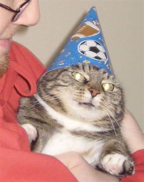 Cat With Party Hat Meme Lawiieditions
