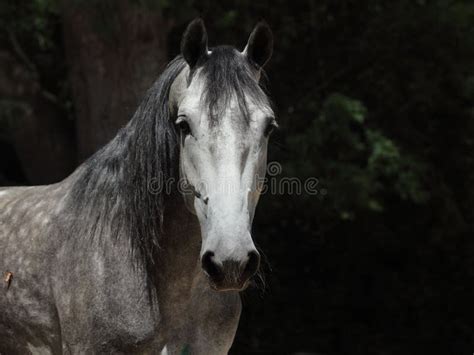 Grey Dappled Horse Summer Portrait Stock Photo Image Of Andalusian