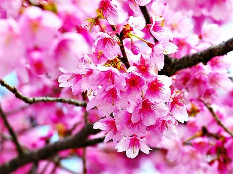 16 Wallpaper Pemandangan Bunga Sakura Di Jepang Galeri Wisata Keren
