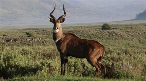 The Mountain Nyala Of Ethiopia The Conservation Imperative