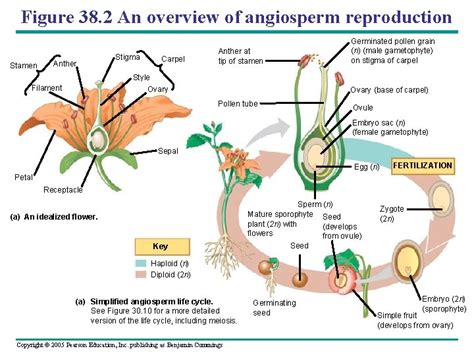 Chapter 38 Angiosperm Reproduction And Biotechnology Power Point