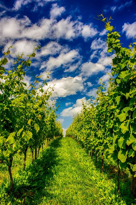 Free Images Tree Nature Blossom Cloud Sky Vineyard Field