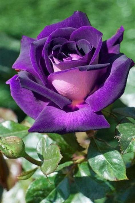 Grows to 15 inches tall. Pin by Bev Perez on ~ Color Me Purple ~ in 2020 ...