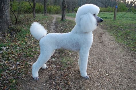 Poodle Dog Characteristics Temperament Grooming And