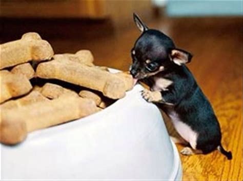 Omg Smallest Puppy Ever Cute Animals Baby Animals Cute
