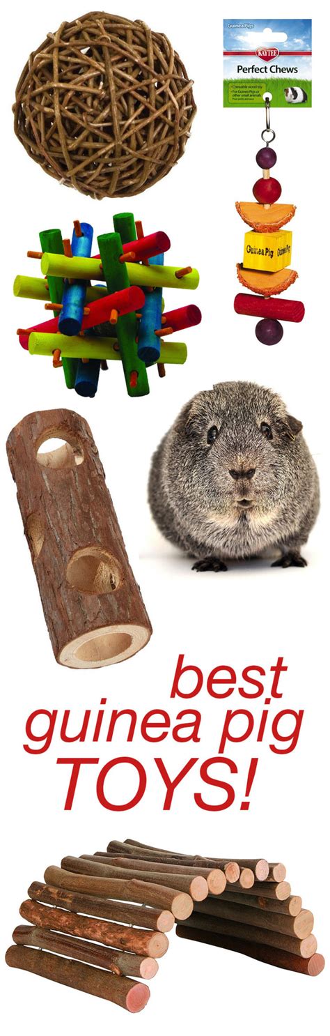 Best Guinea Pig Toys Reviewed By Our Own Guinea Pigs
