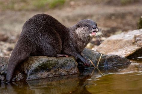 That being said there are no breeders , otters are poached from the wild. Oriental Small Clawed Otter - Otter Facts and Information