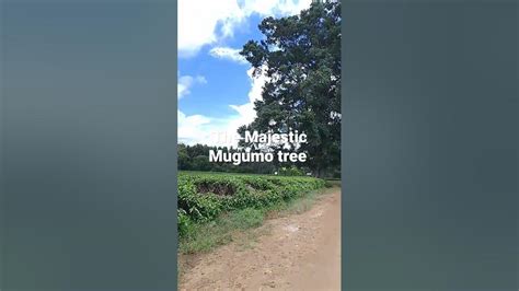 Mugumo Tree Is A Sacred Tree Among The Agikuyu Tribe Of Kenya Youtube