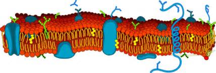 Cell Membrane Transport Assignment - Mind Map
