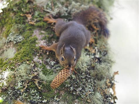 Squirrel Holding A Pine Cone Photograph By Tom Eoff Fine Art America