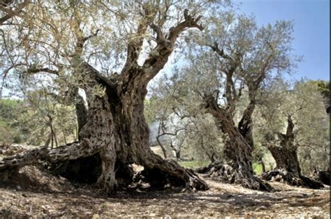 Commune With The Ancients Visit The Worlds Oldest Olive Trees