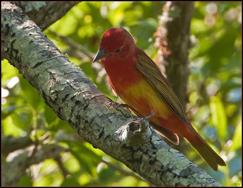 Summer Tanager 1st Spring Male Summer Tanager Piranga R Flickr