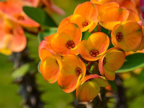 Crown Of Thorns Plant Info How To Grow Crown Of Thorns Indoors