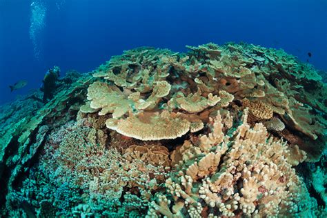 What Can Be Done To Save Coral Reefs Living Oceans Foundationliving