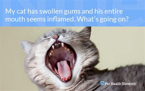 Our cat needed all her teeth out (except four canines, two top and two bottom), and the extraction bill came to around $2,000. Dr. Ernie's Top 10 Cat Dental Questions... And His Answers!