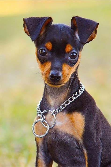 Small Dogs Who Are Easy To Groom Dogtime Miniature Pinscher Puppy