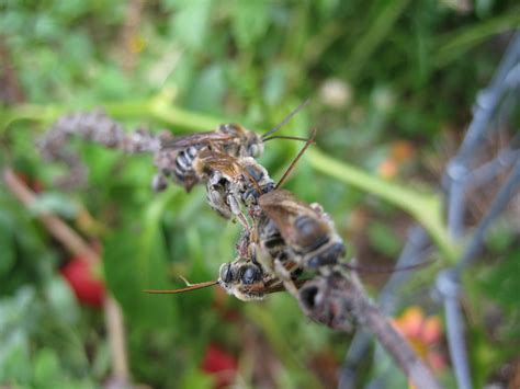 This beautiful annual plant grows well throughout north america. Blog Archives - NE Florida's Native Bees