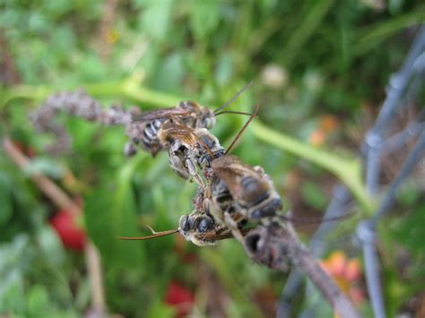 Some flowers need particular kinds of bees for effective pollination and many native flowers are now considered weeds, but planting a good selection of such flowers can entice native bees into your garden. Blog Archives - NE Florida's Native Bees