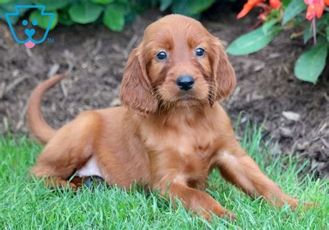 Pretty | Irish Setter Puppy For Sale | Keystone Puppies