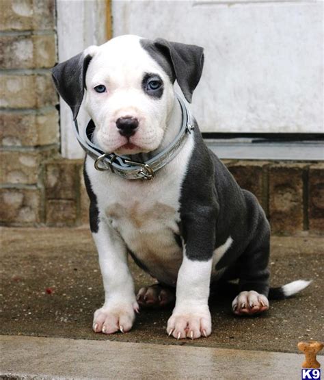 Pics Photos White Blue Nose Pitbull Puppies Blue Nose American Pit Bull