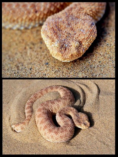 Cerastes Vipera Inornatus Common Names Sahara Sand Viper Avicenna