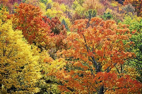 Connecticut Fall Foliage Season Interactive Map Shows Best Leaf