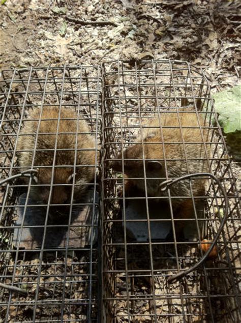 Groundhog Removal Photo Gallery By Suburban Wildlife Control