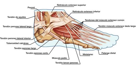 En Este Artículo Vamos A Considerar La Anatomía De Los Músculos