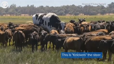 Holy Cow Knickers The Giant Steer