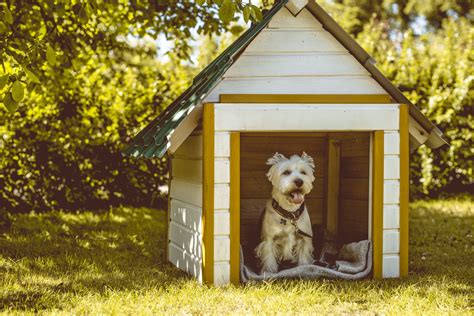 How To Build A Dog House Zooplus Magazine