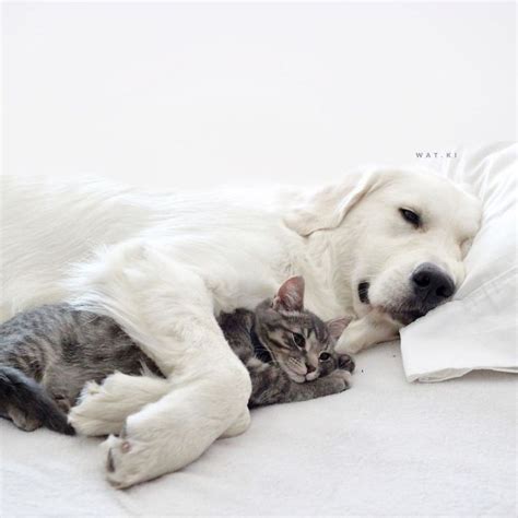 These Two Dogs And Cat Are The Most Adorable Bff Trio Ever Cute Cats